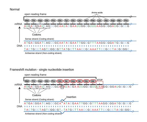 What Is Open Reading Frame In Dna Infoupdate Org