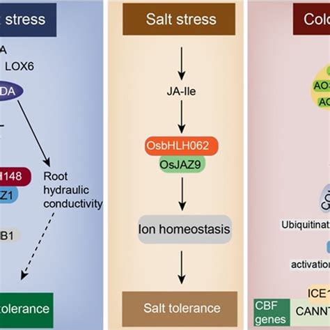 Pdf Function And Mechanism Of Jasmonic Acid In Plant Responses To