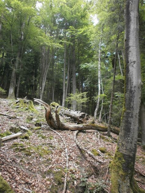 Der Schwarzwald Und Seine Natur Rund Um Den Bannwald Eiberg Bei H Fen