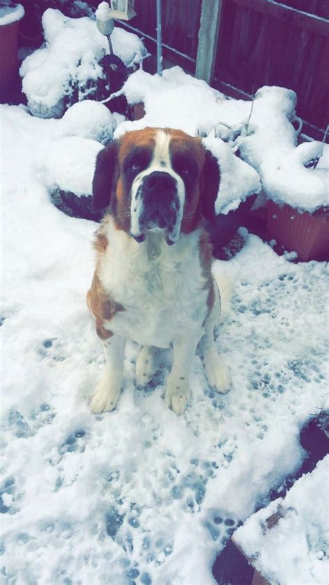 Saint Bernard Names at DogNamed.com | Saint bernard, Dog names, Dog pictures