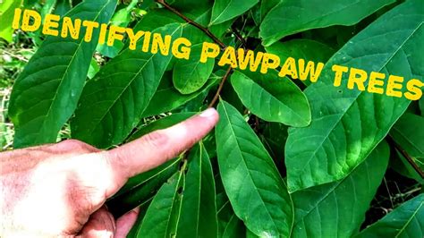 Taking A Nature Walk And Identifying Pawpaw Trees Youtube