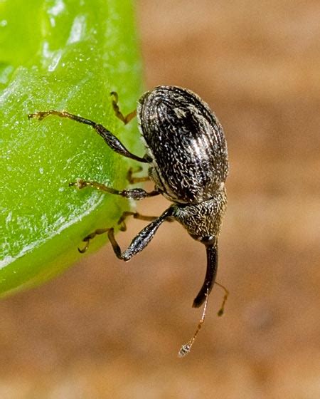 Jalapeno Stowaway Anthonomus Eugenii Bugguidenet