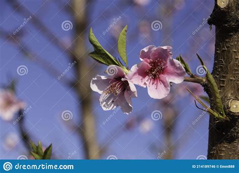 Pink Flowers Of Nectarine Tree Close Up On Blurred Background Of