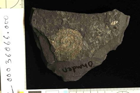 Golden Fossils Reveal Origins Of Exceptional Preservation Geology Page