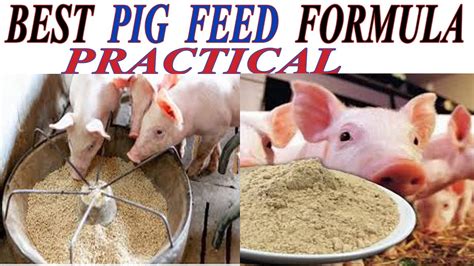 HOW TO START PIG FARMING 3 How To Make Pig Feed Best Pig Feed