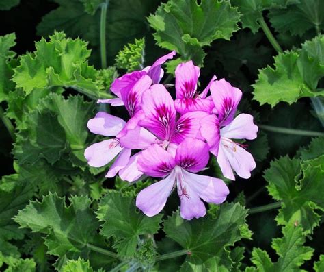 How to Propagate Scented Geraniums? - Indoor Garden Tips