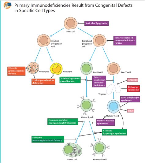 Solved Figure In Kuby Immunology Depicts A Number Of Chegg