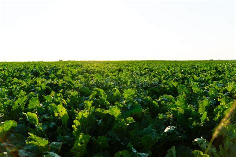 Green Field Sugar Beet of Under the Sunlight. Agricultural Sugar Beet Plantation Stock Image ...