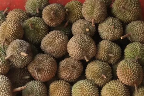 Tak Disangka Juaranya Bukan Kupang Daerah Penghasil Buah Durian