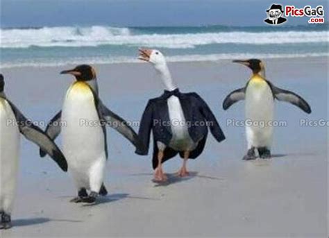 Funny Penguin Quotes. QuotesGram