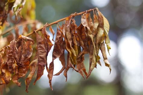 Fotos gratis árbol naturaleza rama hoja flor comida Produce