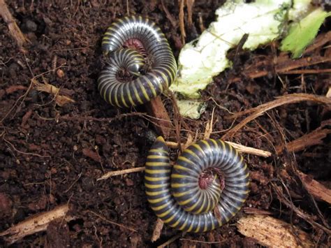 Bumblebee Millipede - Twin Cities Reptiles