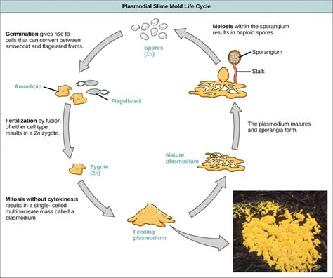 Groups Of Protists OpenStax Biology Study Guides