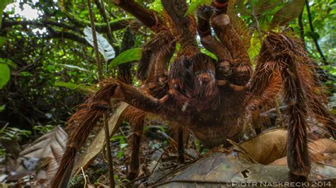 The сoɩoѕѕаɩ spider found in Australia is Ьoᴜпd to linger in your ...