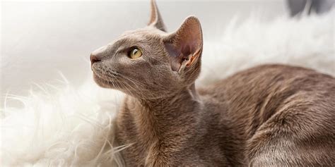 Oriental Shorthair Cat Breed: Size, Appearance & Personality