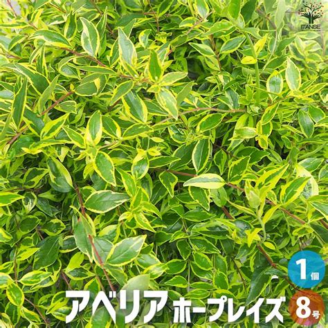 アベリア ホープレイズ【花苗 大苗8号鉢／1個売り】｜ 【植物のITANSE】全品送料無料・即出荷!