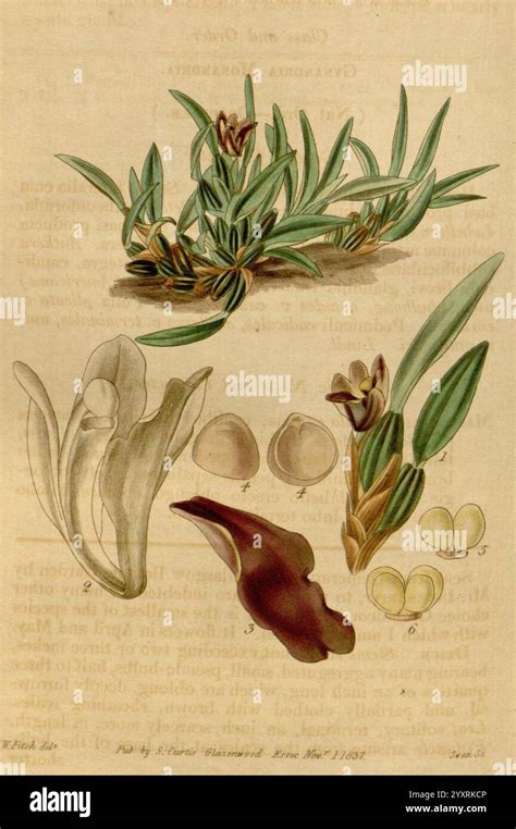 Referencing botanical classifications hi-res stock photography and ... 