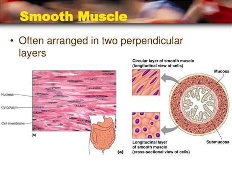 Smooth Muscle Labelled Diagram