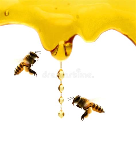 Honey Dripping From Wooden Honey Dipper Isolated On White Stock Image