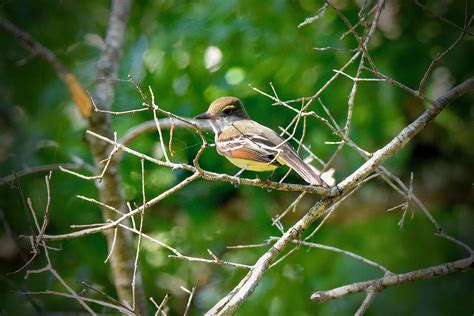 Great Crested Flycatcher