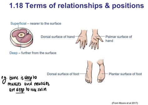 Anatomical Terminology Relationships Positions Flashcards Quizlet