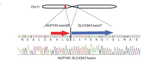 Rna Seq Identifies Skin Cancer Causing Fusion Gene Rna Seq Blog