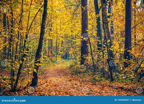 Pathway in autumn forest stock image. Image of landscape - 159493037