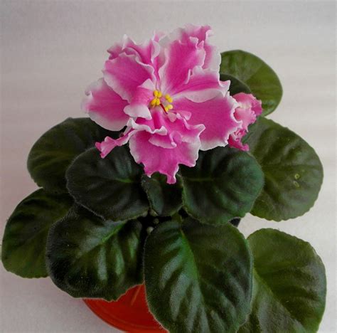 Арбузный снег фиалка - фото и картинки: 69 штук