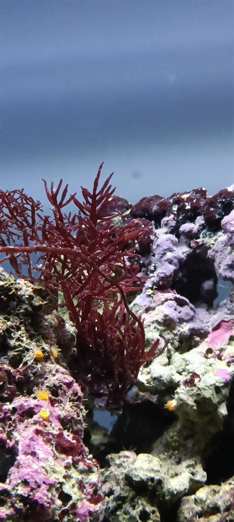 Alghe Rosse Gelidium Passione Acquario Mediterraneo