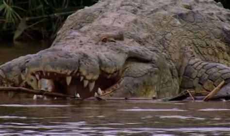 Giant Crocodile Who Has Eaten 300 People Is Feared Alive After Years