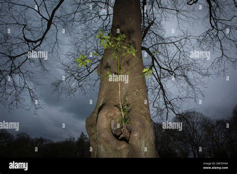 A Night Time Walk Through The National Trust Area Known As The Holies