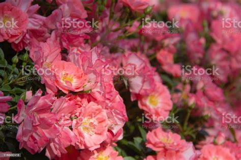 Pink Roses Blooming Stock Photo Download Image Now Arrangement