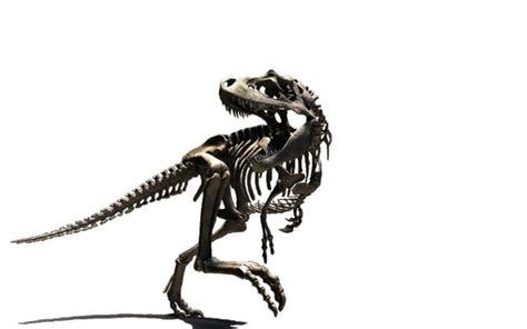 Large T-Rex Skeleton Wallpaper by tacostandwallpapers on DeviantArt