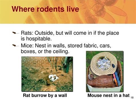 Ppt Rodents Powerpoint Presentation Free Download Id5654611