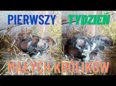 czy wszystkie króliki są zdrowe jak się czują małe króliczki YouTube