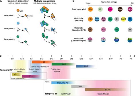 Temporal Patterning In Neurogenesis A Generating Distinct Neurons