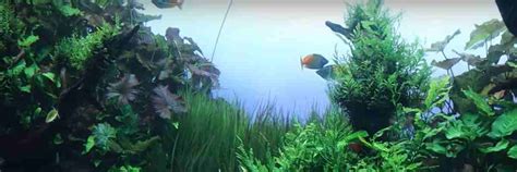 How To Setup A New Fish Tank? (14 Simple Steps to Success) – FishKeepingAnswers.com