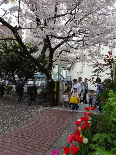 令和6年度新学期スタート｜横浜市港北区綱島駅近くの冨士見幼稚園