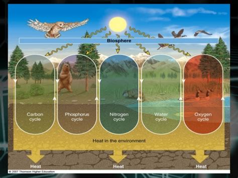 Ecology B Cycle