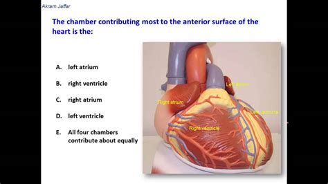 Which Chamber Contributes Most To The Anterior Surface Of The Heart Youtube