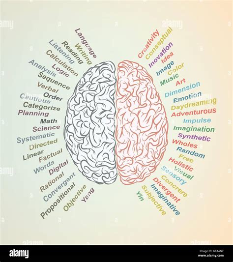 Cerebro Creativo Idea Concepto De Vector Las Ciencias Y Las Artes