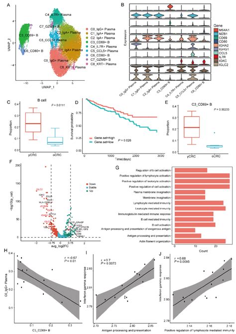 B Cells And Plasma Cells Subtypes And Their Heterogeneity In Ycrc And