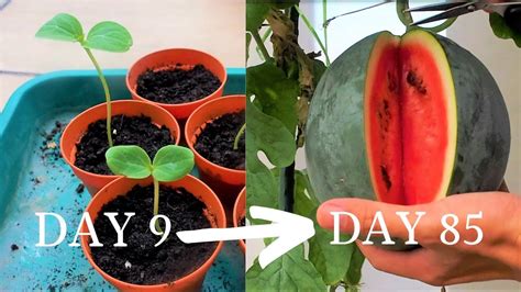 Growing Watermelon Sugar Baby Melon From Seed To Harvest Youtube