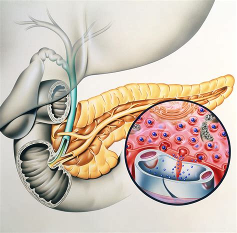 Artwork Of The Pancreas Showing Insulin Production Photograph by John ...