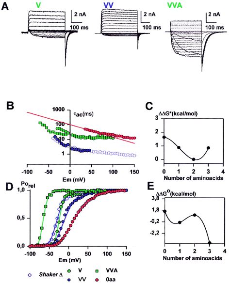 Periodic Perturbations In Shaker K Channel Gating Kinetics By