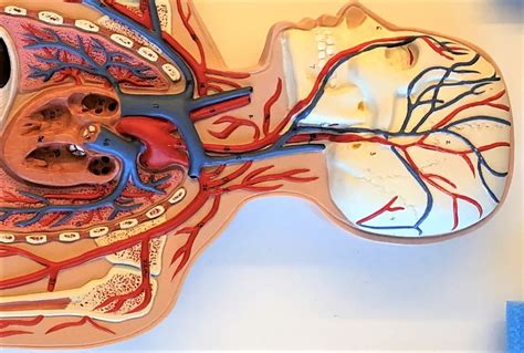 Blood Vessel Practical Thorax And Cranium Diagram Quizlet