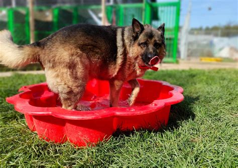 Schronisko dla zwierząt w Chojnicach Adopcja Schronisko dla