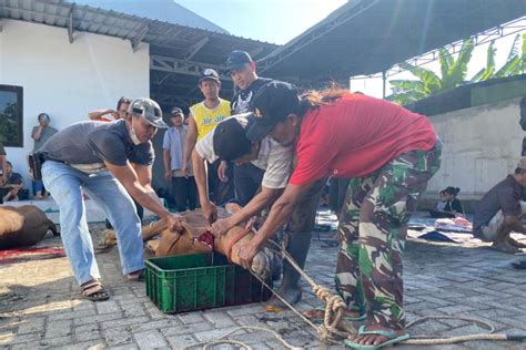 Jurnalis Kompak Berkurban Dua Ekor Sapi Dan Seekor Kambing Antara