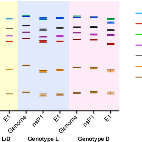 Codon Adaptability Index Cai Analysis For Mayv Full Genome And Gene