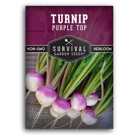 Purple Top Turnip Seeds For Planting Survivalgardenseeds